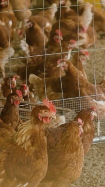 Les adoptions 2025 ont commencé ! Elles ont lieu dès maintenant dans des fermes de toute la Suisse romande. 🇨🇭🥚 Adopter une poule de réforme c’est sauver une vie. 🧡 Inscriptions & infos sur la plateforme 👉🏼 www.AdopteUneCocotte.ch 🐓 

#adopteunecocotte 
#adoption#poule#cocotte#pouledereforme#poulepondeuse#oeufs#eggs#rescuechicken