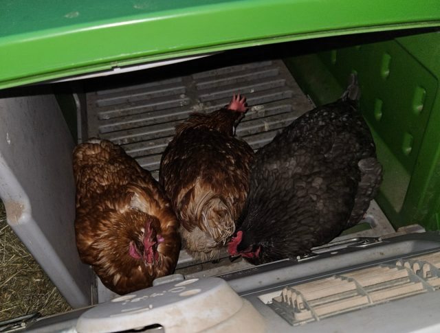“Après une journée d’observation et une deuxième journée avec quelques chamailleries, Miel & Pollen partagent maintenant le même nichoir.” 💬🌸 

Les adoptions 2025 ont lieu actuellement dans des fermes de toute la Suisse romande. 🇨🇭🥚 Adopter une poule de réforme c’est sauver une vie. 🧡
Inscriptions & infos sur la plateforme 👉🏼 www.AdopteUneCocotte.ch 🐓 

#adopteunecocotte 
#adoption#poule#cocotte#pouledereforme#poulepondeuse#oeufs#eggs#rescuechicken