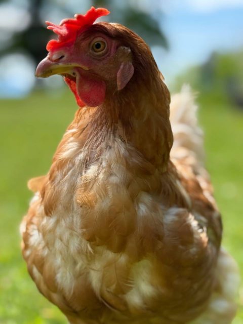 Une chouette nouvelle vie a commencé par ici pour 3 cocottes. 🌳☀️ J’en profite pour dire un grand merci aux personnes qui m’envoient de jolies photos comme celles-ci de leurs poulettes ! 🤩

ℹ️ Seules les régions du Nord vaudois, de la Broye-Vully et des montagnes neuchâteloises proposent leurs poules à l’adoption dans les mois d’août et septembre 2025. 🇨🇭 Les autres fermes n’ont pas ou plus de cocottes cette année. 🐔

#adopteunecocotte 
#adoption#poule#cocotte#pouledereforme#poulepondeuse#oeufs#eggs#rescuechicken