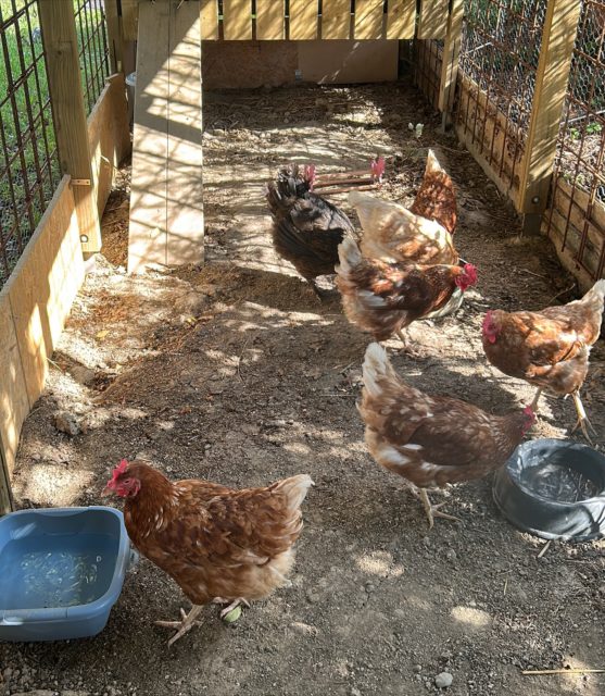 6 jolies retraitées ont commencé leur nouvelle vie sur le Nord vaudois. 🐓🌾 

ℹ️ Une dernière ferme partenaire au Pays d’Enhaut met ses poulettes à l’adoption pour la fin septembre ! Le lien pour les inscriptions 👉🏼 https://forms.gle/5P6bFuaynHWNjLgy9 🐔

#adopteunecocotte 
#adoption#poule#cocotte#pouledereforme#poulepondeuse#oeufs#eggs#rescuechicken