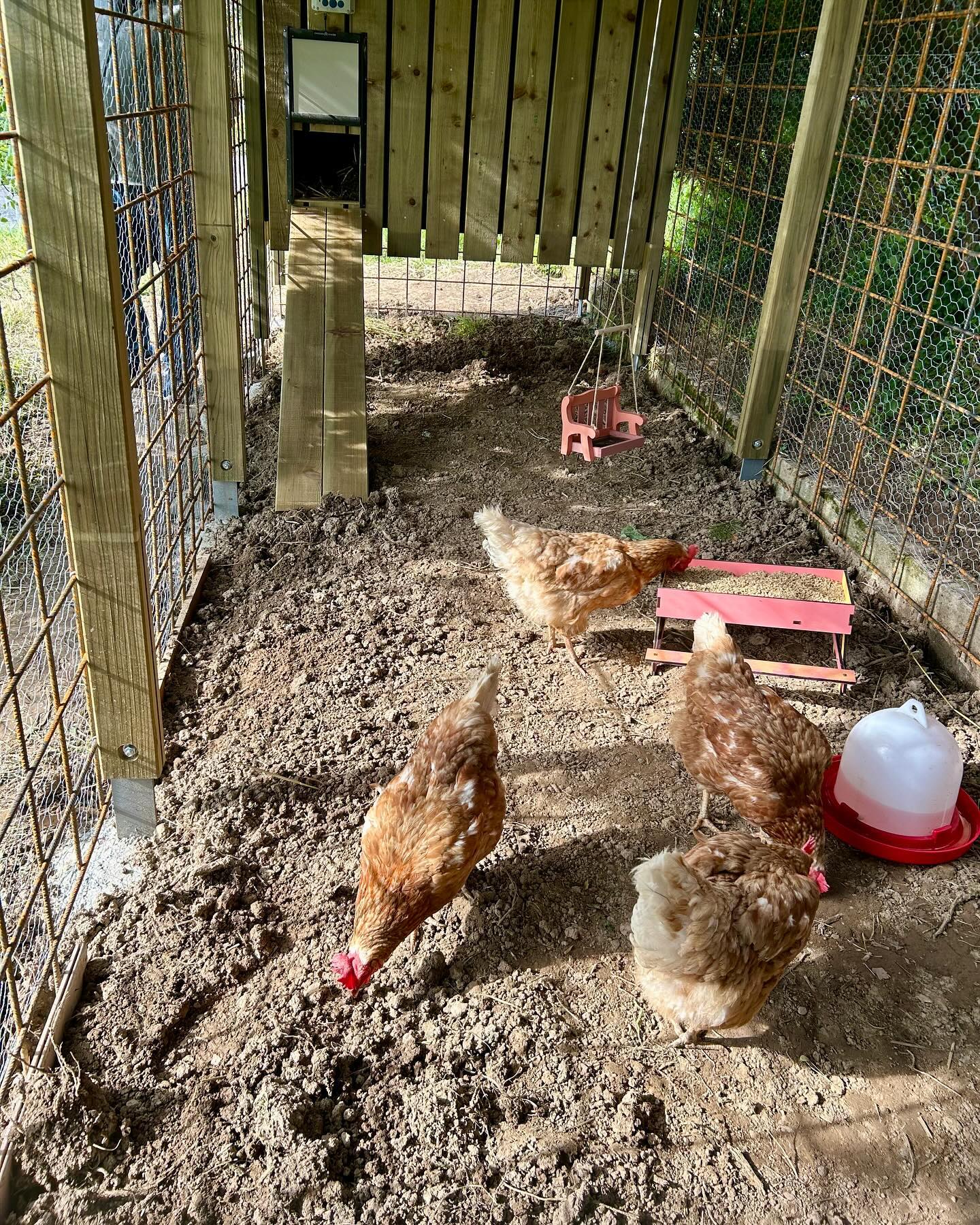 Dans le Nord vaudois, une nouvelle retraite bien méritée commence pour ces quelques poulettes. 😌🌾 

#adopteunecocotte 
#adoption#poule#cocotte#pouledereforme#poulepondeuse#oeufs#eggs#rescuechicken