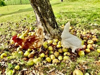 « Miam miam 🍏 entre amies, sieste dans un nouveau enclos bien plus grand 💤 et bain de sable entre copines … » 💬 La nouvelle deuxième vie de 2 cocottes dans la région de la Sarine. 🐓

#adopteunecocotte 
#adoption#poule#cocotte#pouledereforme#poulepondeuse#oeufs#eggs#rescuechicken