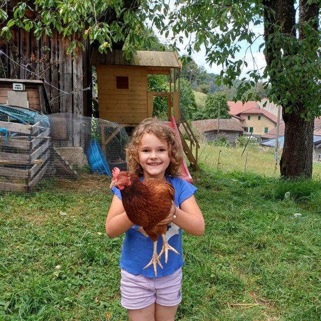 Quelques photos de cocottes adoptées cet été sur le Jura-Nord vaudois. 🐓 Si vous aussi voulez offrir une belle deuxième vie à des poules, rendez-vous au printemps 2025 sur la plateforme www.adopteunecocotte.ch pour les prochaines adoptions ! 🐔 

#adopteunecocotte 
#adoption#poule#cocotte#pouledereforme#poulepondeuse#oeufs#eggs#rescuechicken
