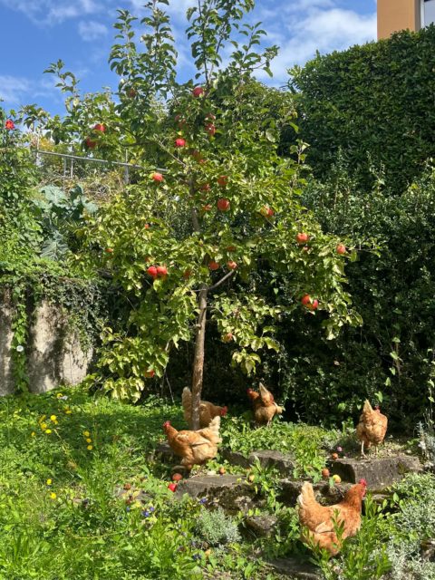 De jolies cocottes profitent des beaux jours sur la Riviera vaudoise… 🐓☀️🌳 Offrez vous aussi dès maintenant une nouvelle vie à quelques poules de réforme sur votre région ! Les adoptions 👉🏼 www.adopteunecocotte.ch