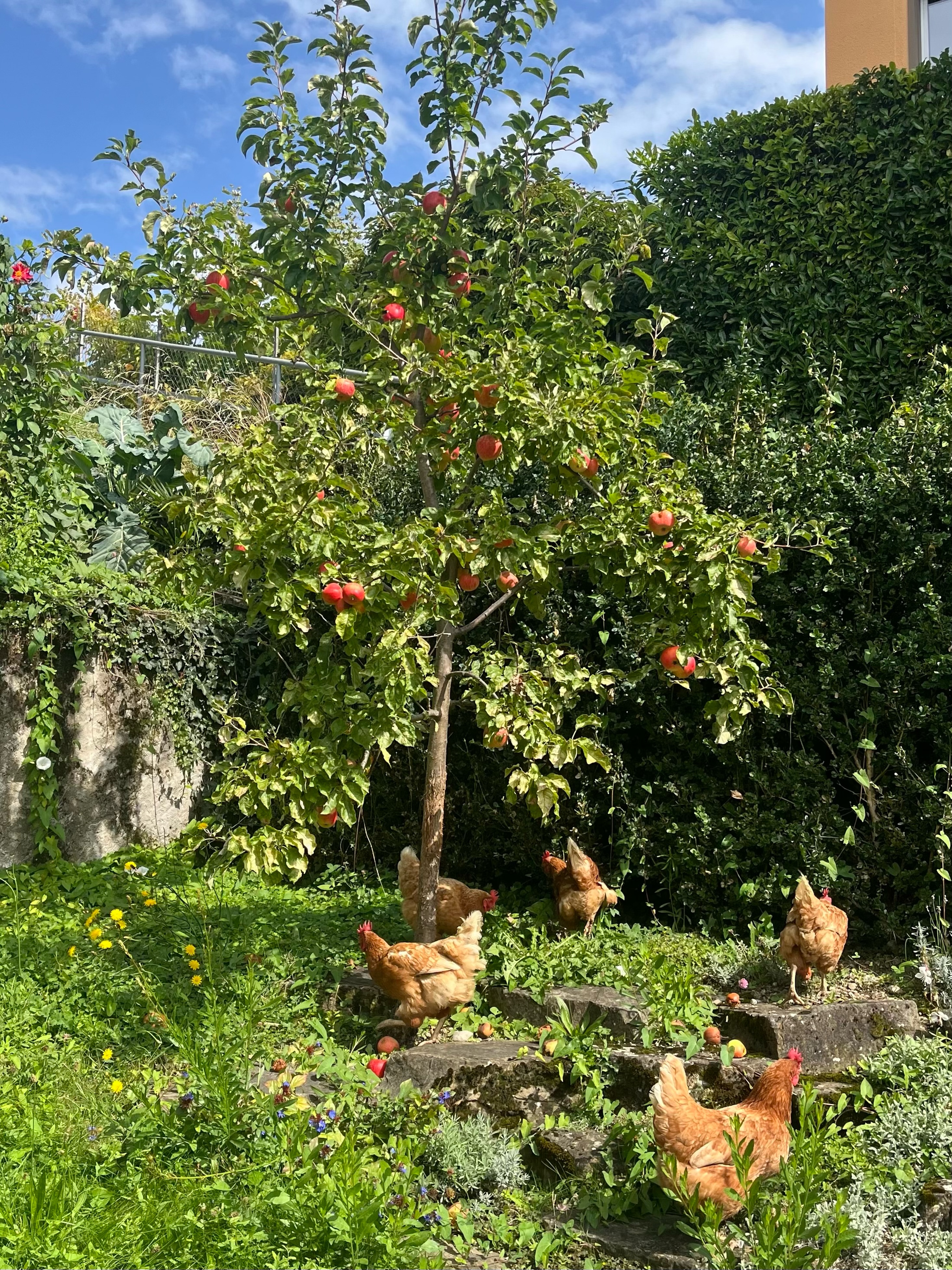 De jolies cocottes profitent des beaux jours sur la Riviera vaudoise… 🐓☀️🌳 Offrez vous aussi dès maintenant une nouvelle vie à quelques poules de réforme sur votre région ! Les adoptions 👉🏼 www.adopteunecocotte.ch