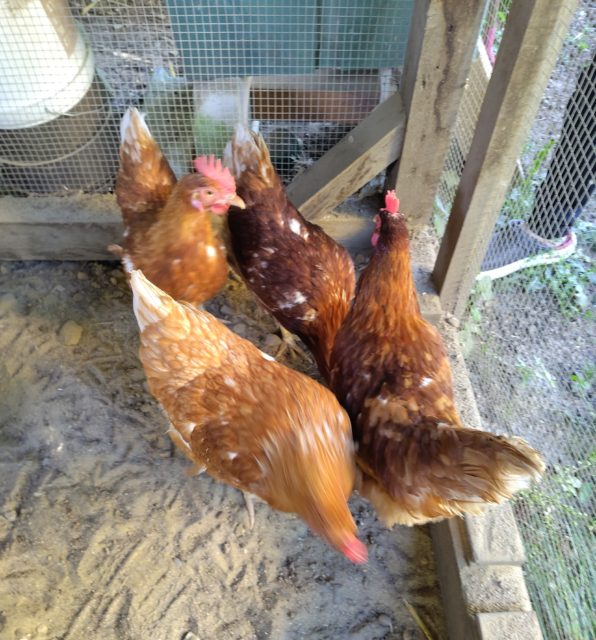 Picotte, Noisette, Coquette et Roussette ont été adoptées sur la région genevoise. 🐓 

Elles ont rejoint d’autres cocottes déjà présentes et ont maintenant un immense jardin de 1700m2 ! 😎🌳

Les adoptions c’est par ici 👉🏼 adopteunecocotte.ch
